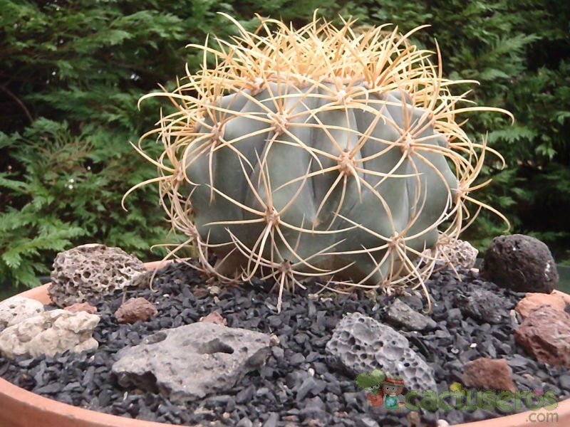 A photo of Ferocactus diguetii