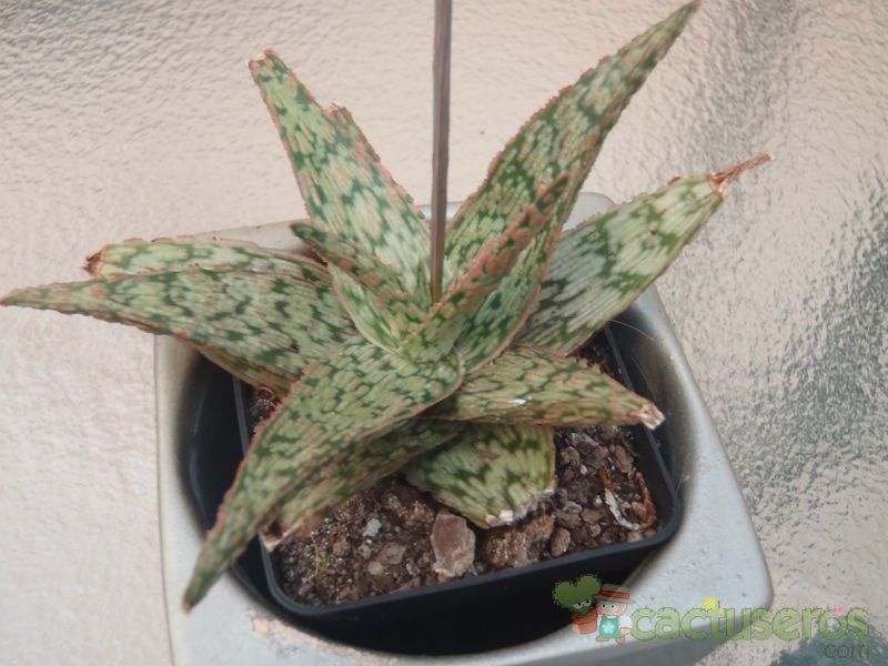 A photo of Aloe cv. pink blush