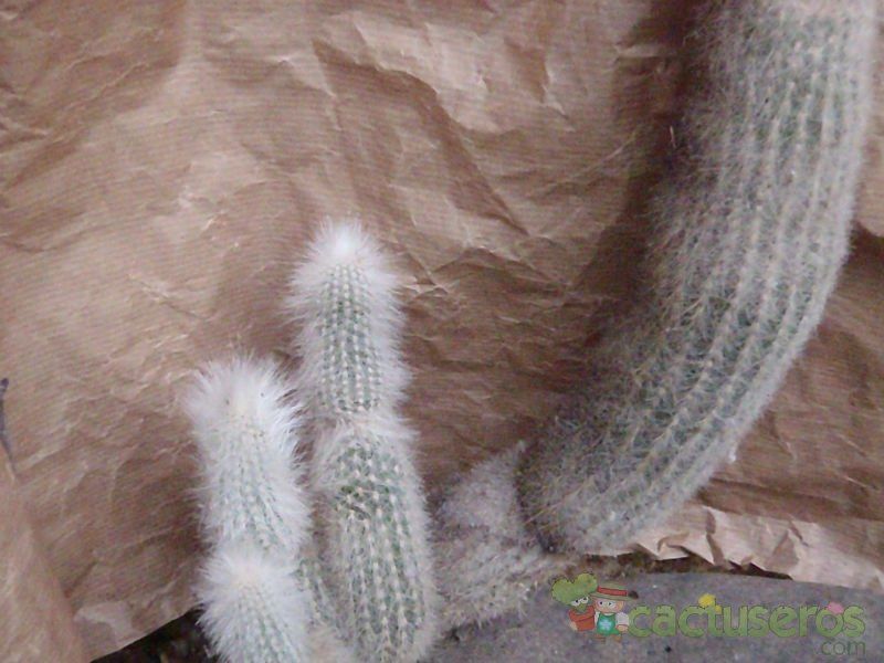 Una foto de Cleistocactus straussii