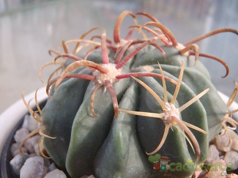 Una foto de Ferocactus recurvus