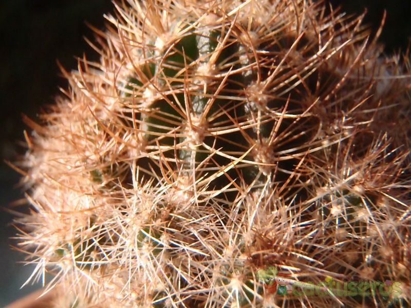 A photo of Echinopsis schieliana