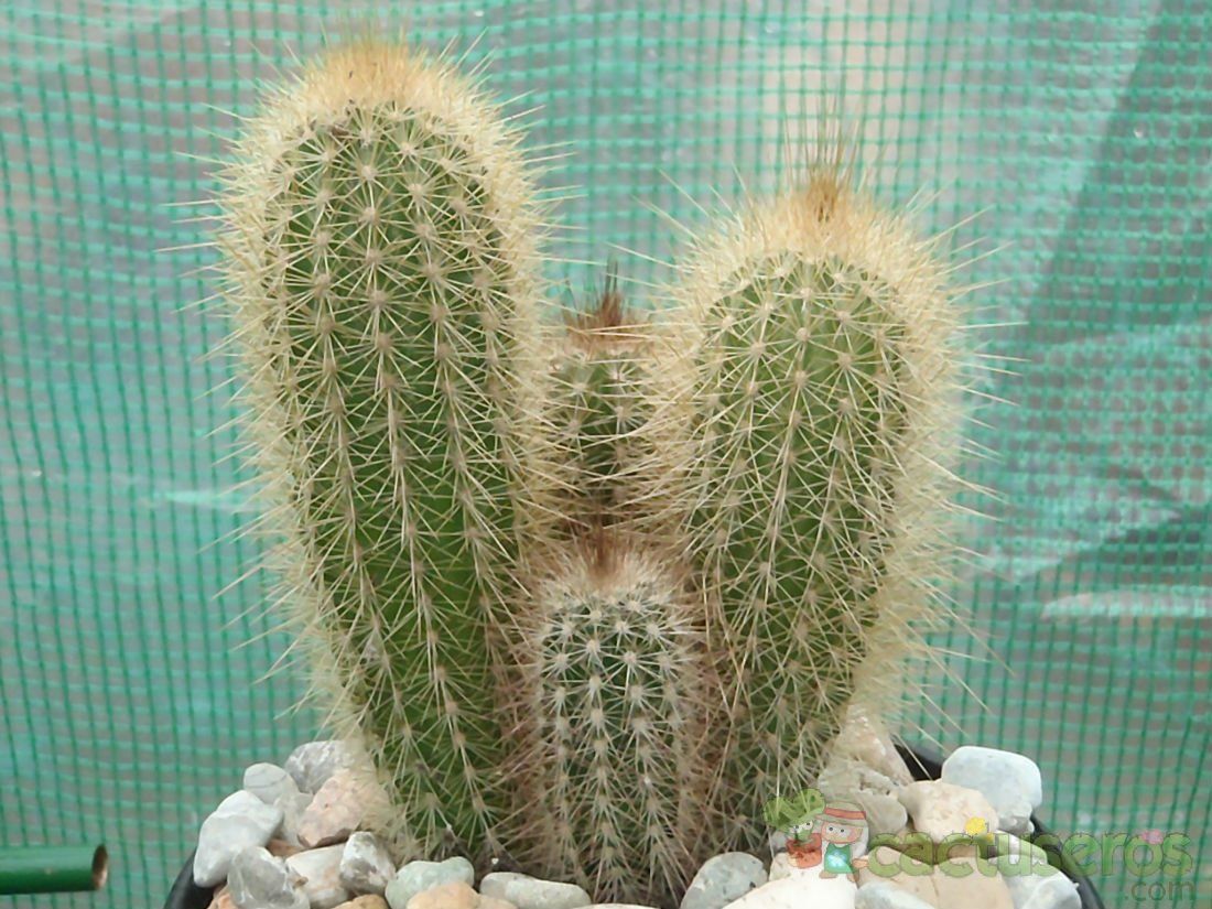 A photo of Pilosocereus chrysostele