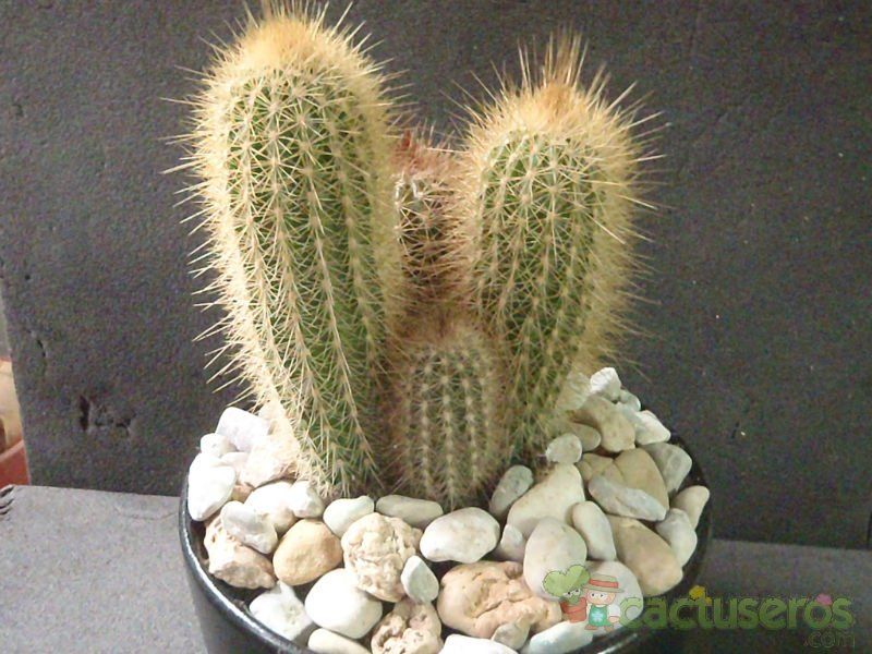 A photo of Pilosocereus chrysostele