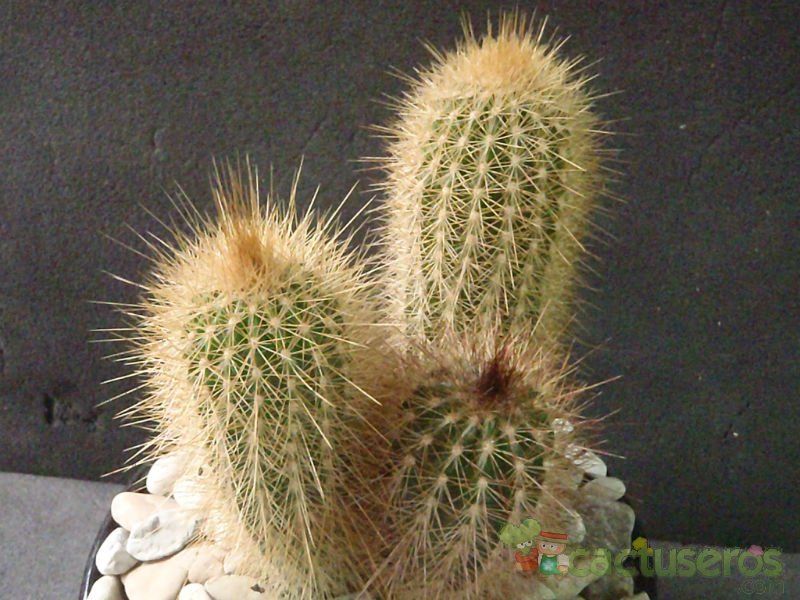 A photo of Pilosocereus chrysostele