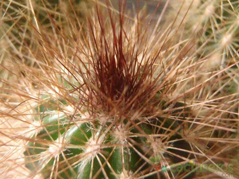 A photo of Pilosocereus chrysostele