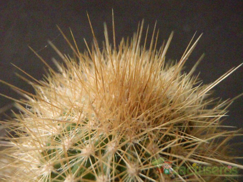 A photo of Pilosocereus chrysostele