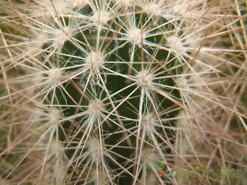 A photo of Pilosocereus chrysostele