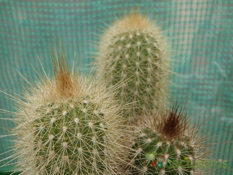 A photo of Pilosocereus chrysostele