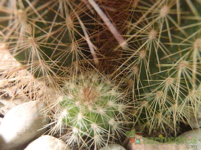 A photo of Pilosocereus chrysostele