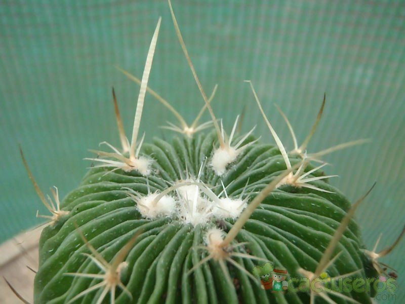 Una foto de Stenocactus multicostatus subsp. zacatecasensis