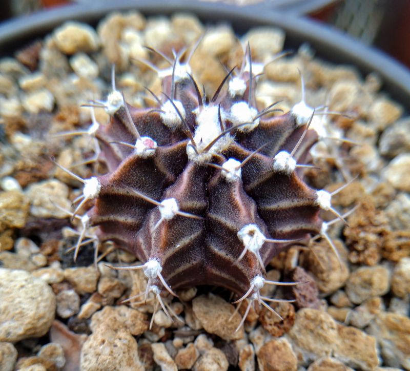 A photo of Gymnocalycium mihanovichii