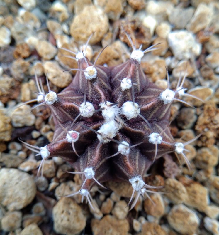 A photo of Gymnocalycium mihanovichii