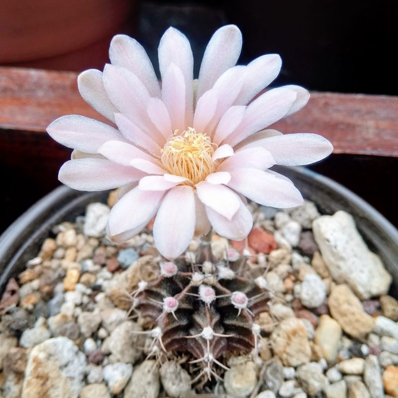 A photo of Gymnocalycium mihanovichii