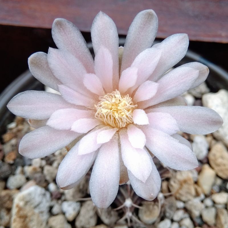 A photo of Gymnocalycium mihanovichii