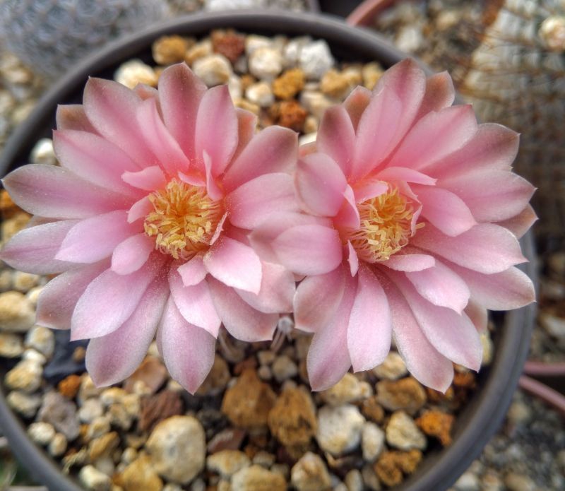 A photo of Gymnocalycium mihanovichii