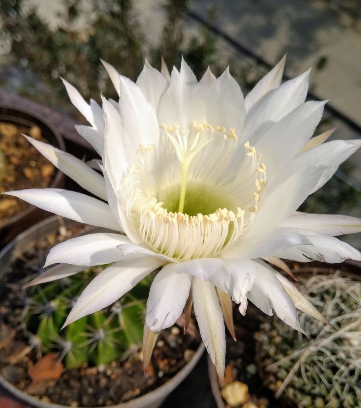 A photo of Echinopsis rhodotricha ssp. chacoana