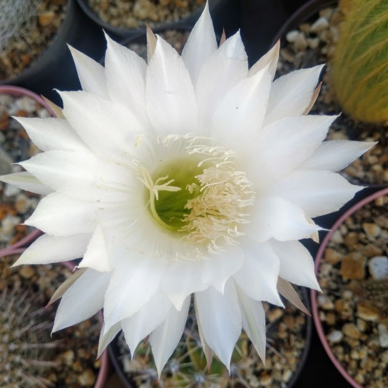 A photo of Echinopsis rhodotricha ssp. chacoana