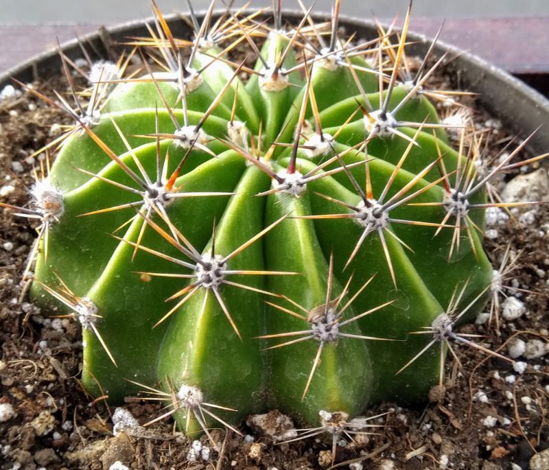 A photo of Echinopsis rhodotricha ssp. chacoana
