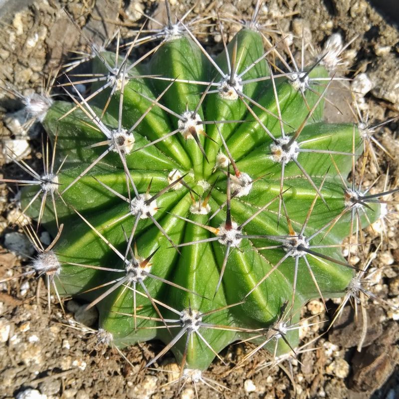 A photo of Echinopsis rhodotricha ssp. chacoana