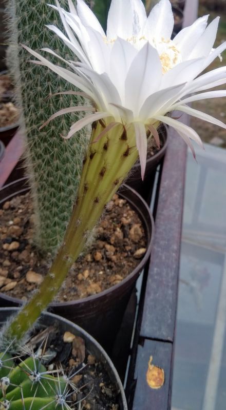 A photo of Echinopsis rhodotricha ssp. chacoana