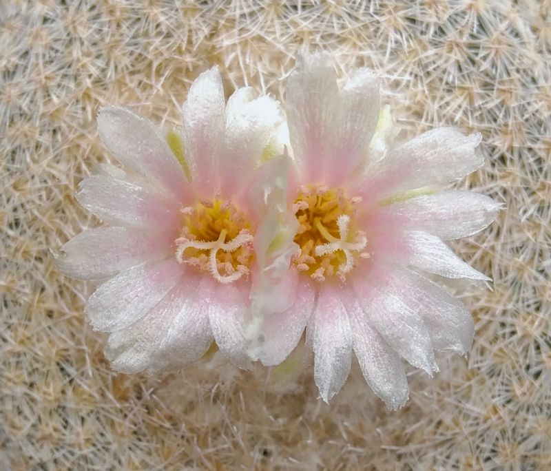 Una foto de Epithelantha micromeris ssp. bokei