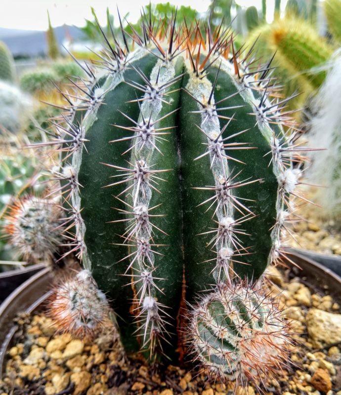 Una foto de Echinopsis cv. HAKU-JO MARU