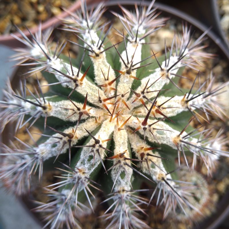 Una foto de Echinopsis cv. HAKU-JO MARU