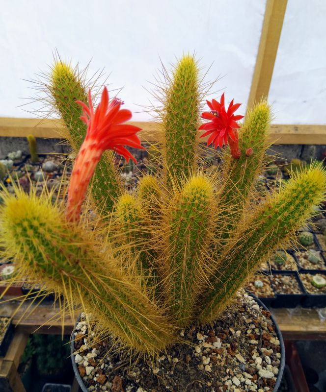 Una foto de Cleistocactus samaipatanus
