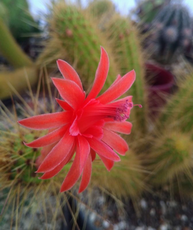 Una foto de Cleistocactus samaipatanus