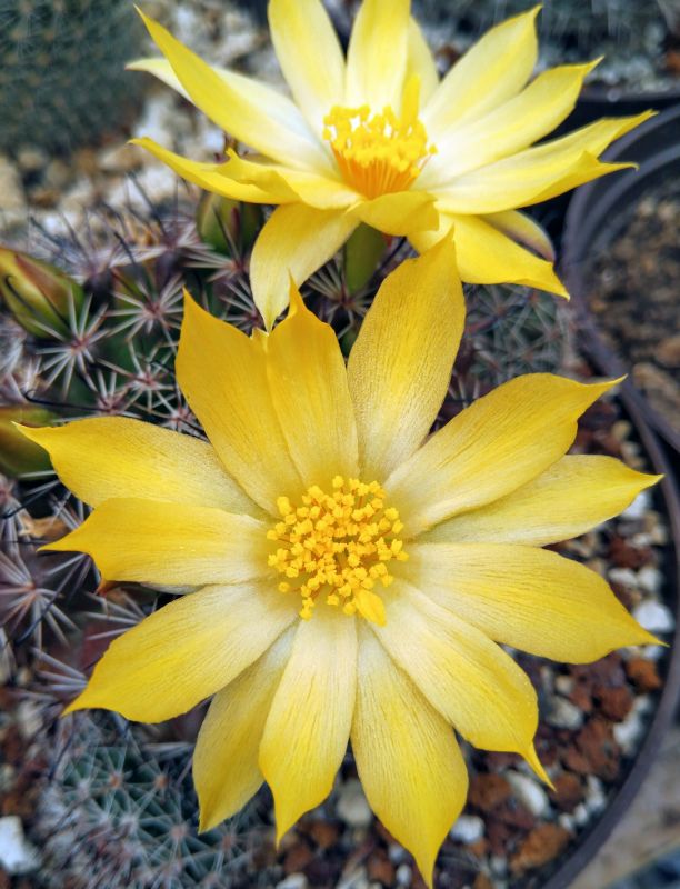 A photo of Mammillaria beneckei