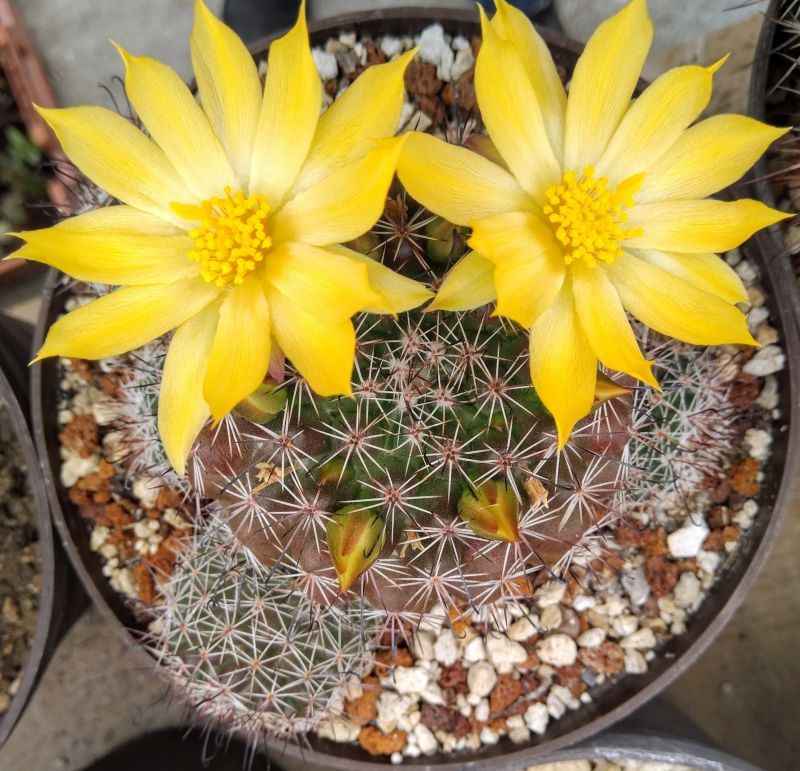 A photo of Mammillaria beneckei