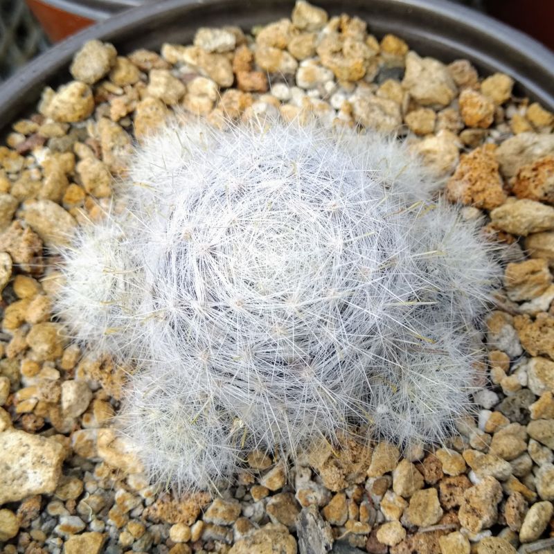 Una foto de Mammillaria glassii
