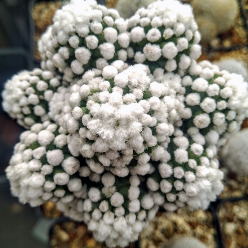 A photo of Mammillaria gracilis cv. oruga blanca