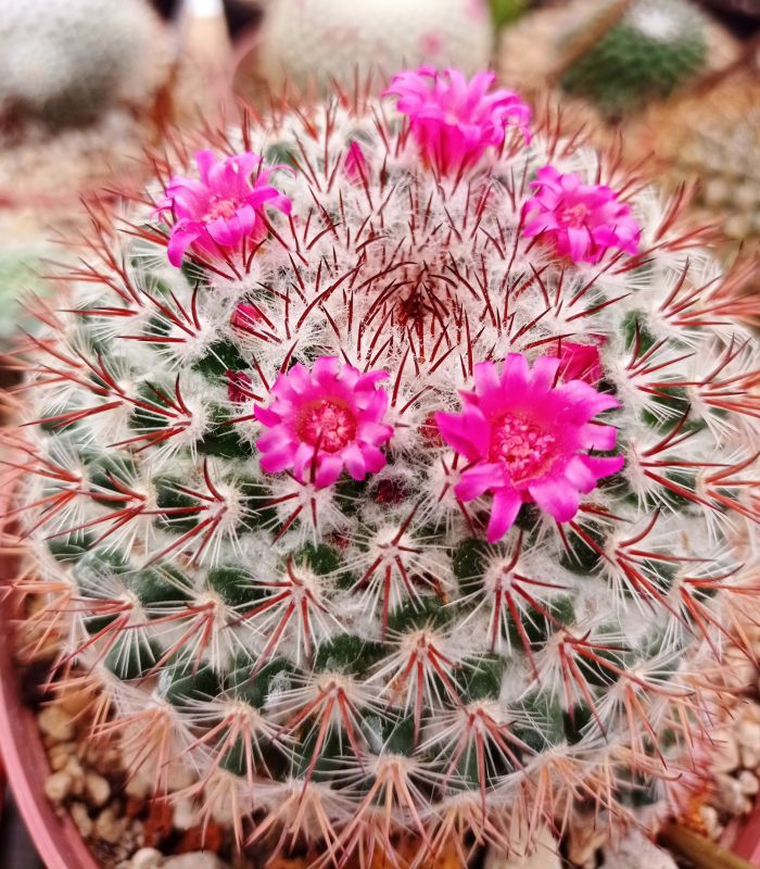 A photo of Mammillaria rhodantha ssp. rhodantha