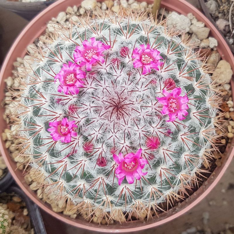 A photo of Mammillaria rhodantha ssp. rhodantha