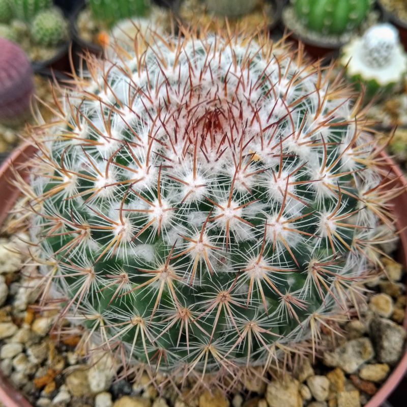 A photo of Mammillaria rhodantha ssp. rhodantha