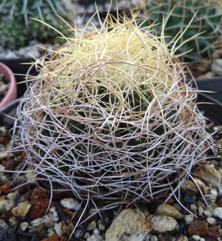 A photo of Mammillaria decipiens ssp. camptotricha