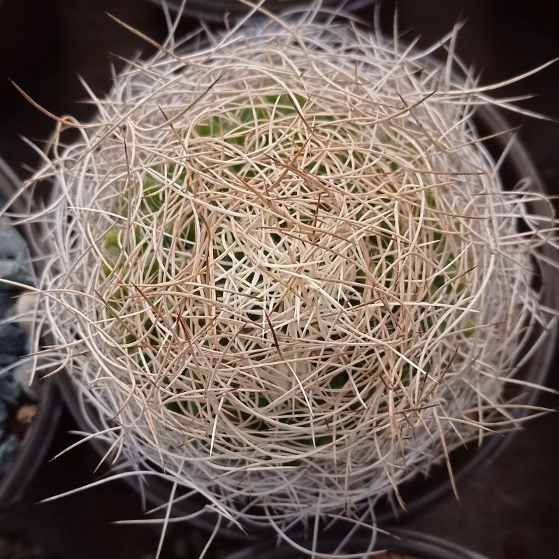 A photo of Mammillaria decipiens ssp. camptotricha