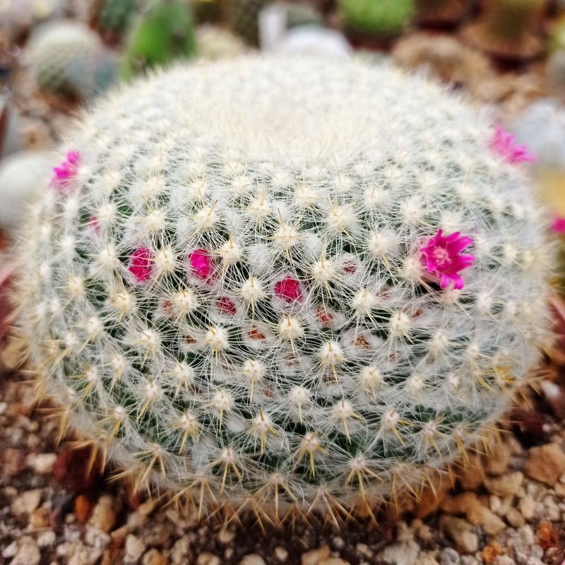 Una foto de Mammillaria muehlenpfordtii