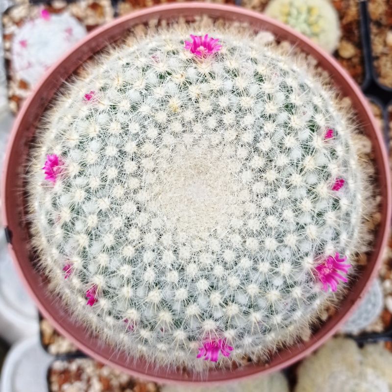 Una foto de Mammillaria muehlenpfordtii
