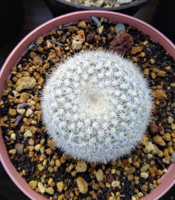 Una foto de Mammillaria muehlenpfordtii