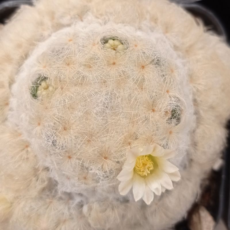 A photo of Mammillaria plumosa