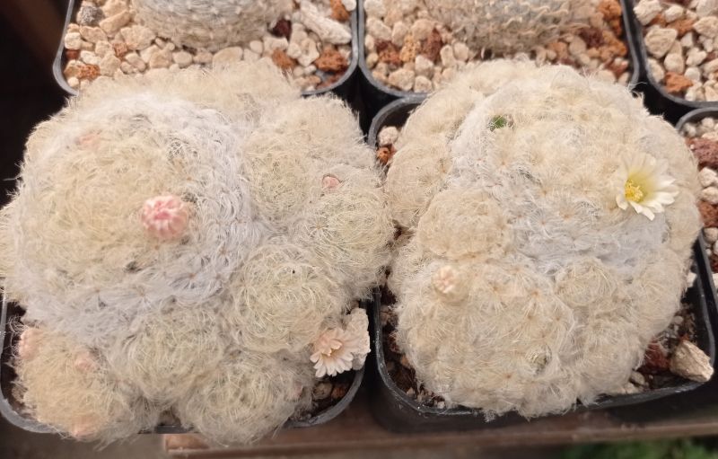 A photo of Mammillaria plumosa