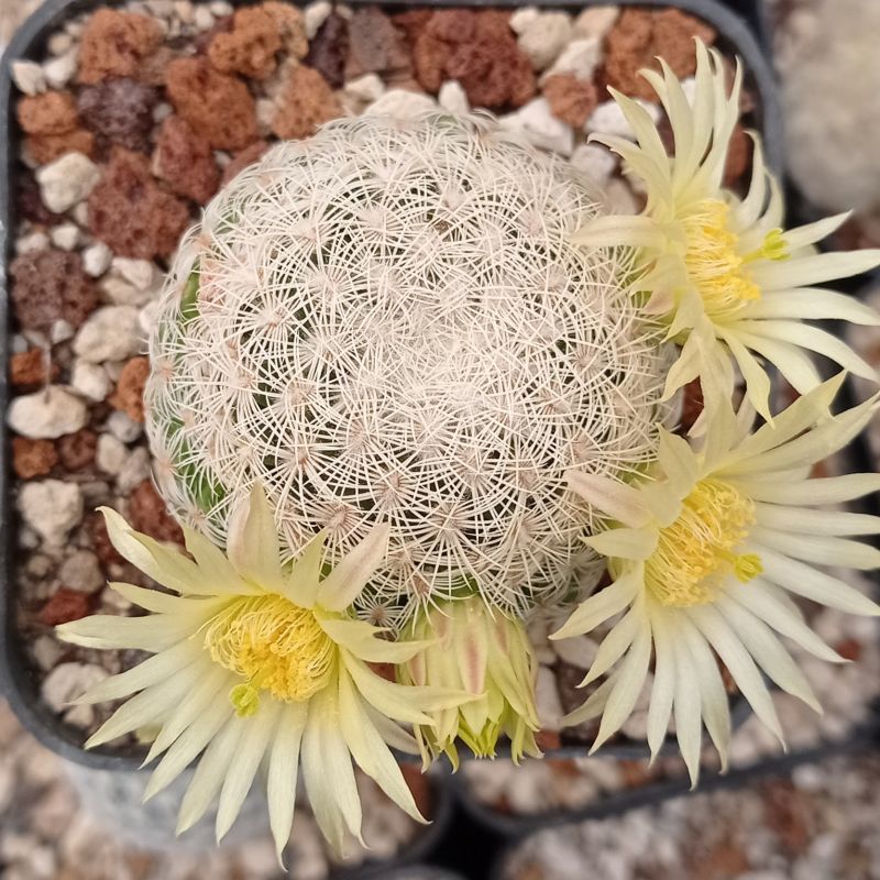 Una foto de Mammillaria solisioides