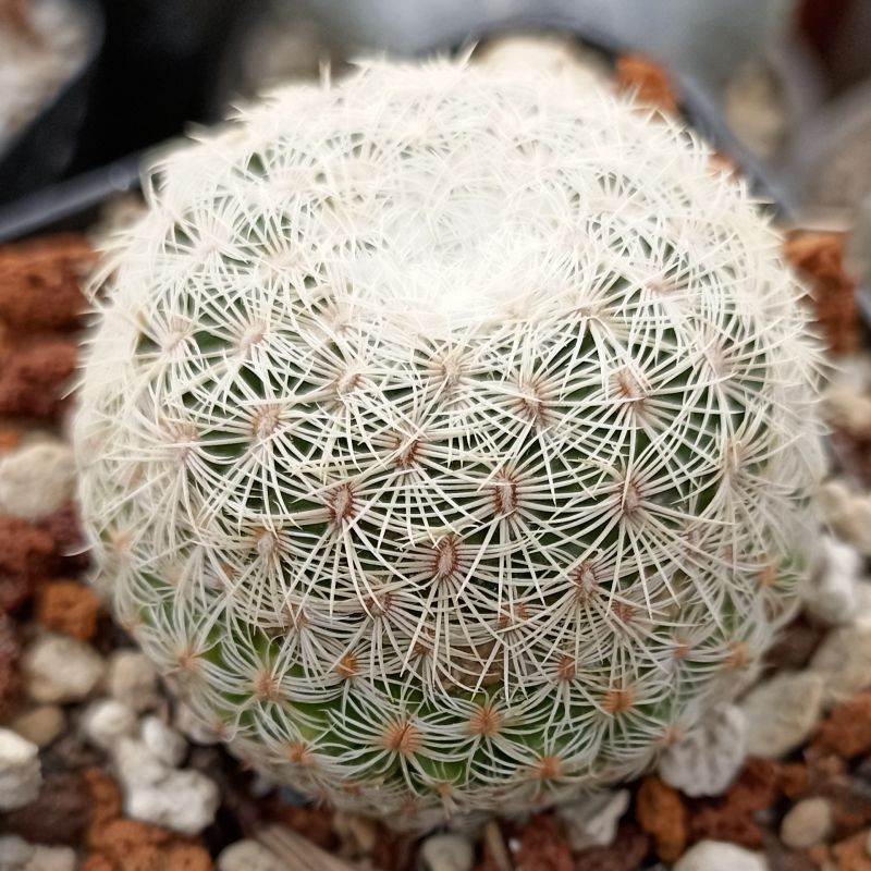 Una foto de Mammillaria solisioides
