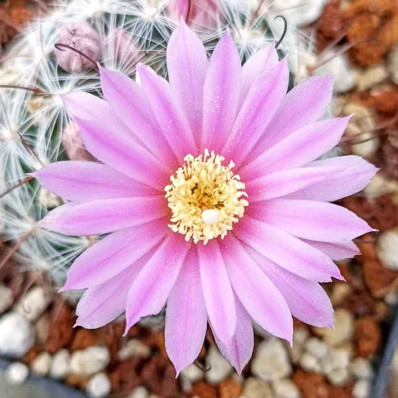 A photo of Mammillaria longiflora subsp. stampferi