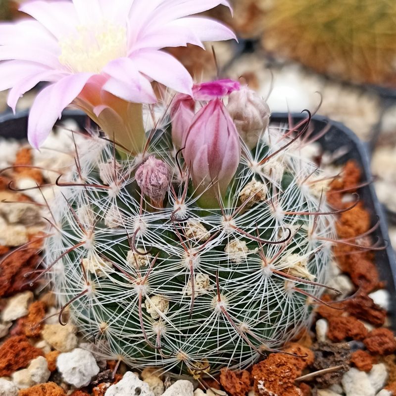 A photo of Mammillaria longiflora subsp. stampferi