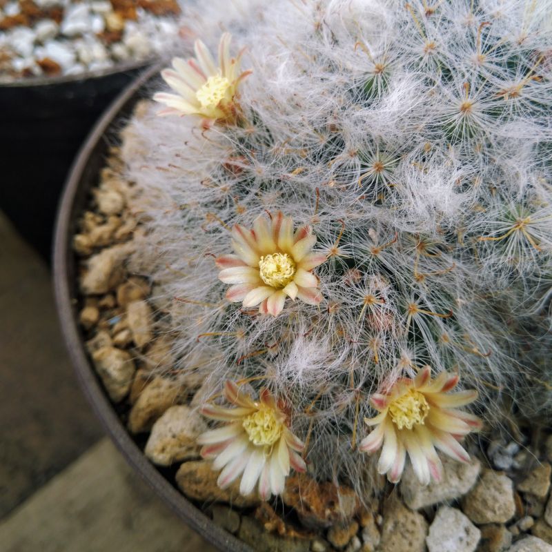 A photo of Mammillaria bocasana ssp. bocasana
