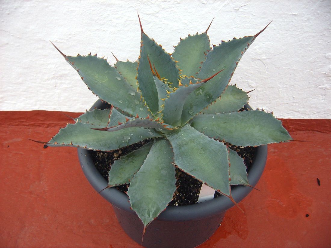 A photo of Agave nussaviorum  