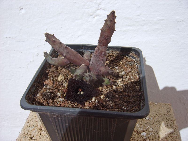 A photo of Huernia x pendurata (HIBRIDO)